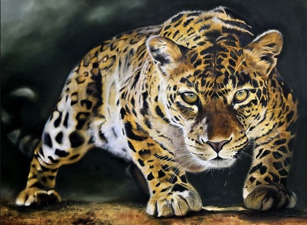 Feline Gaze